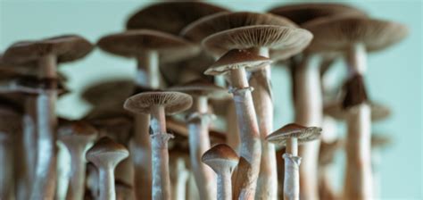 Can using magic mushrooms lead to dependence
